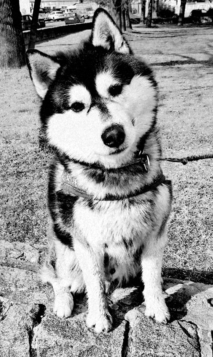 Husky