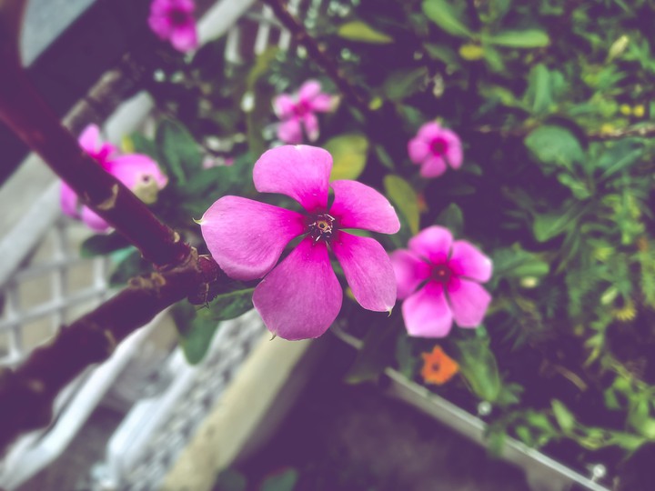 flower