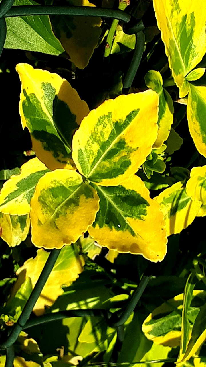 coloured leaves