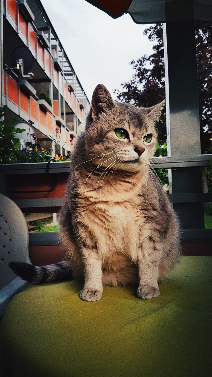 miau