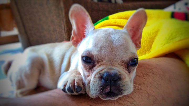Puppy