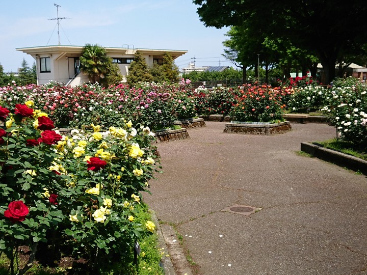 rose garden4