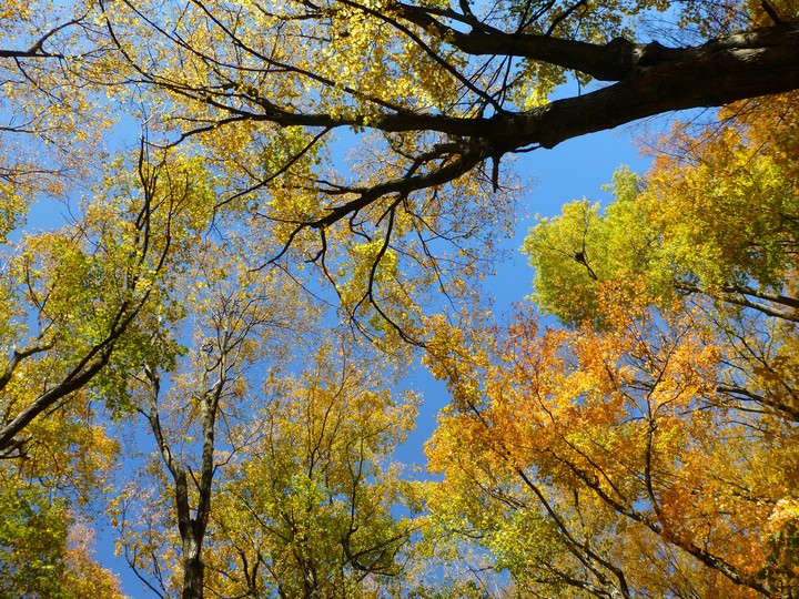 Fall trees and sky