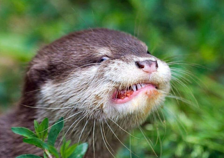 Grrr