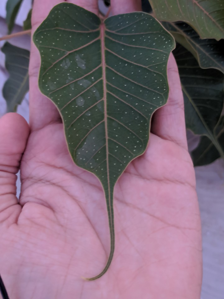 souvenir from a tree