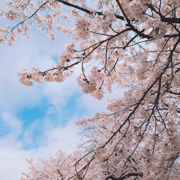 cherry blossoms