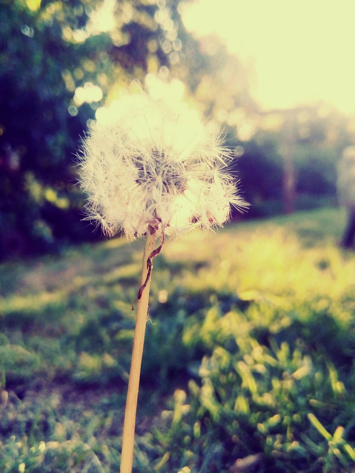 Flower's ❀