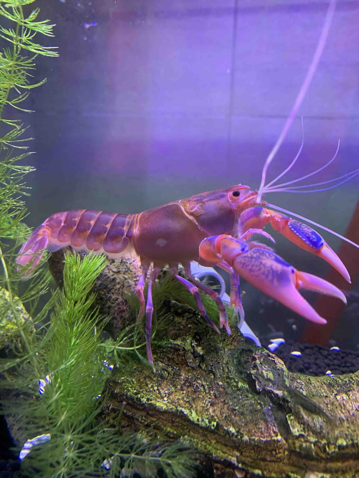 crayfish