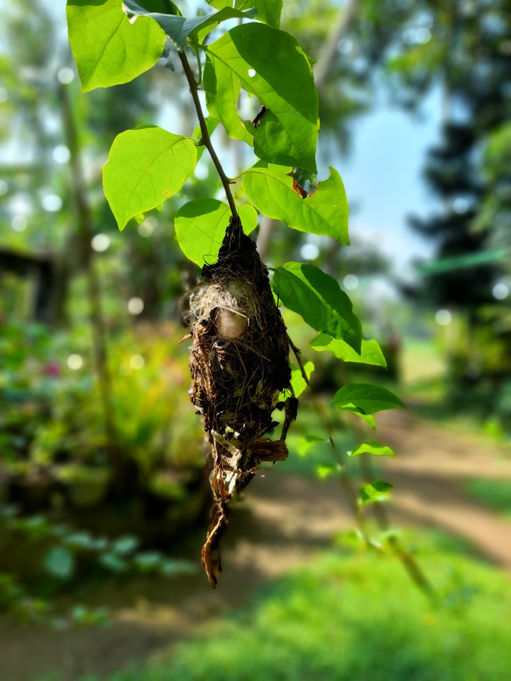 Nature