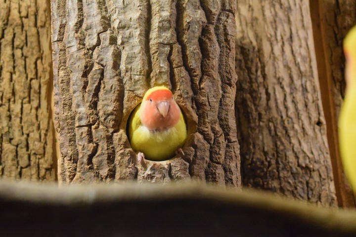 Birdhouse