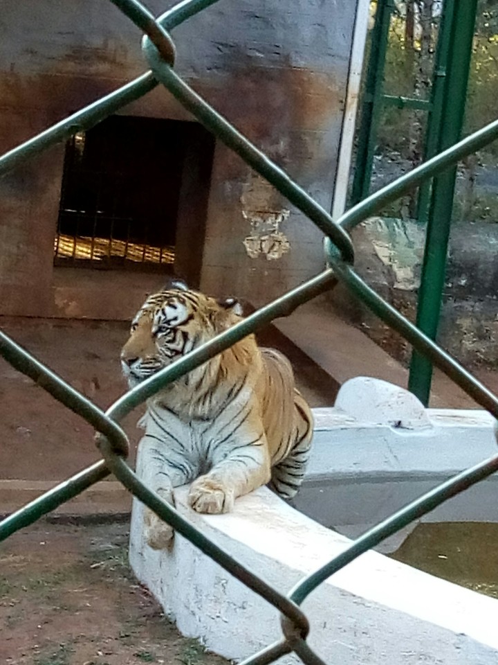 TIGER