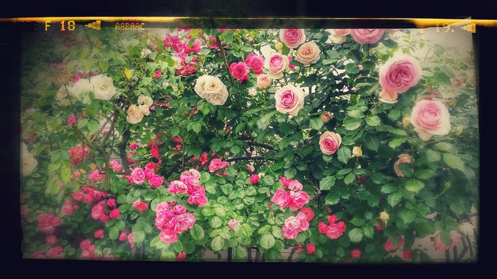rose