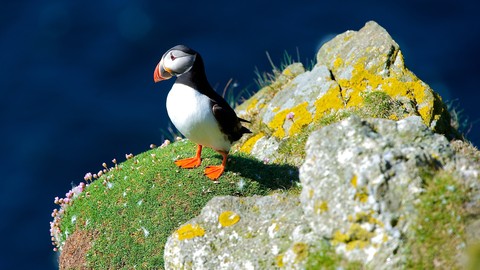 shorebirds, auk háttérképek