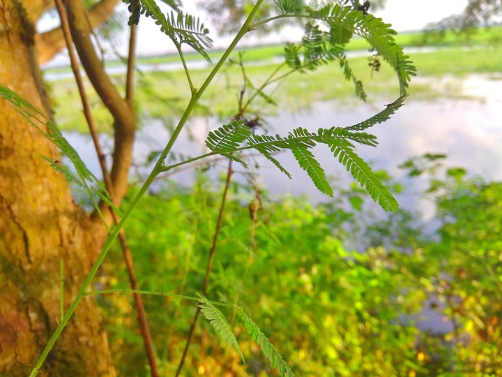 tree Leaf