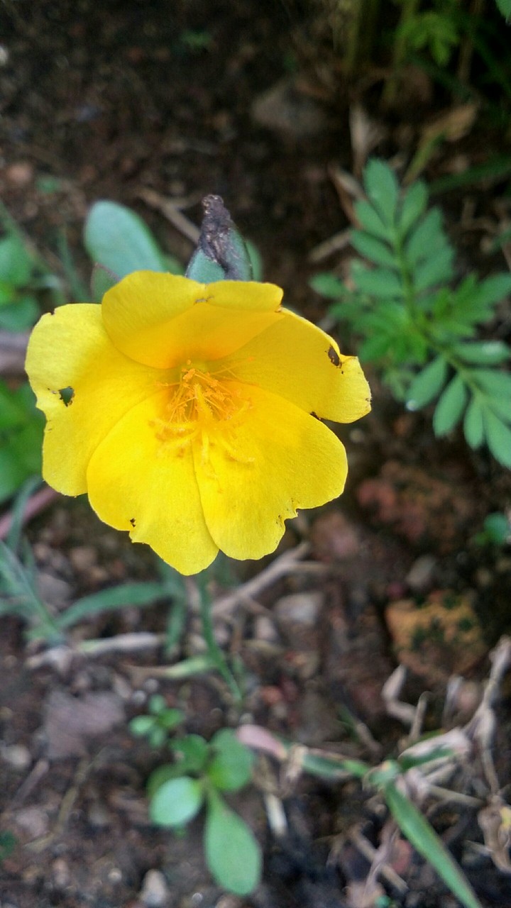 Four o'Clock Flower