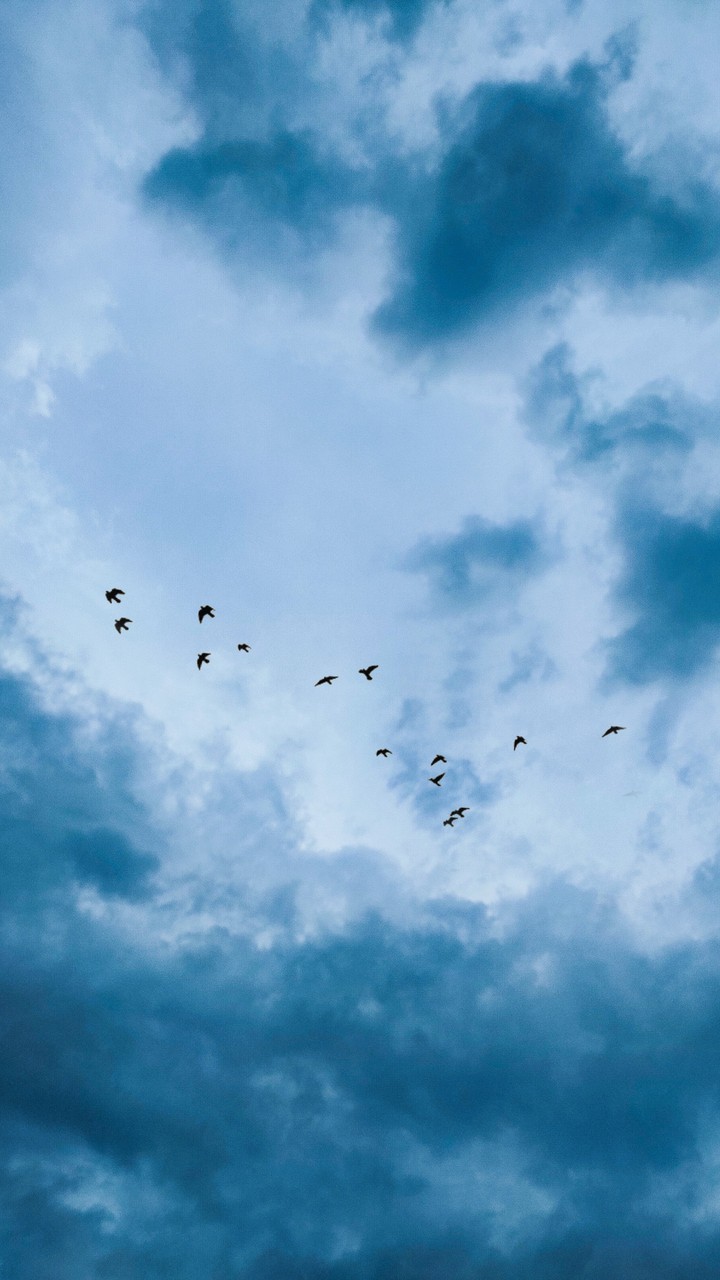 sky birds