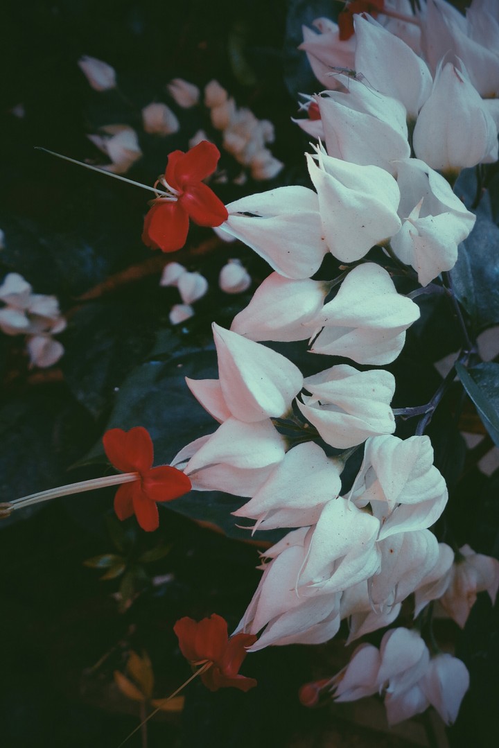 flowers