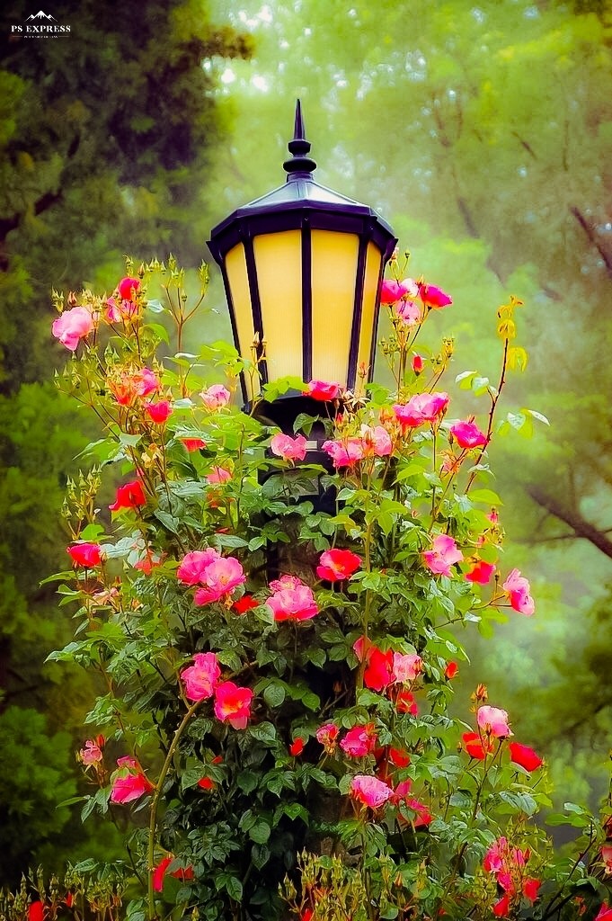 pink flowers on a lantern