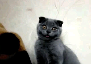 кот