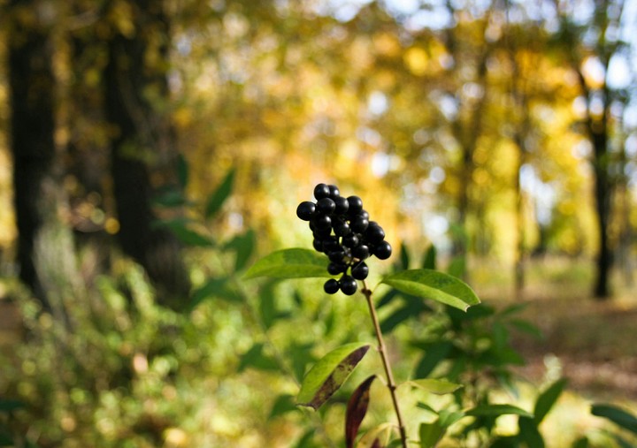 autumn