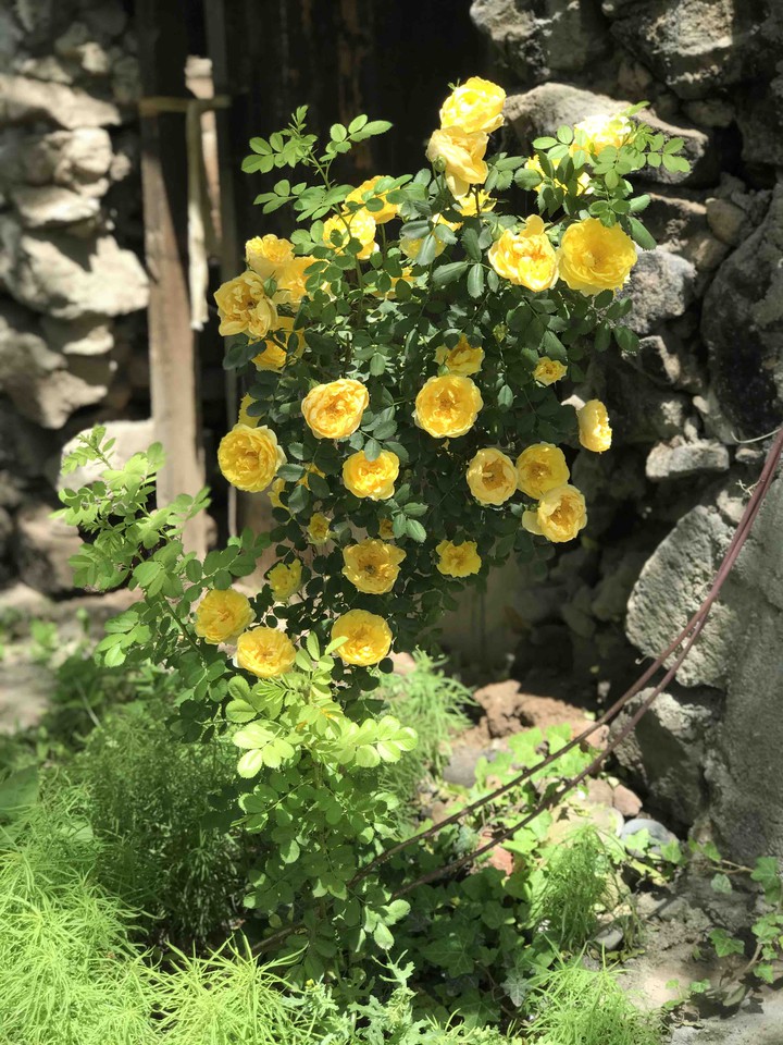 yellow rose