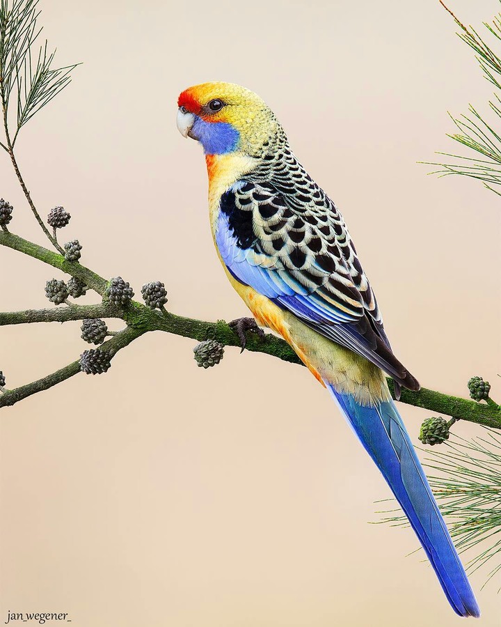 Bueatiful parrot