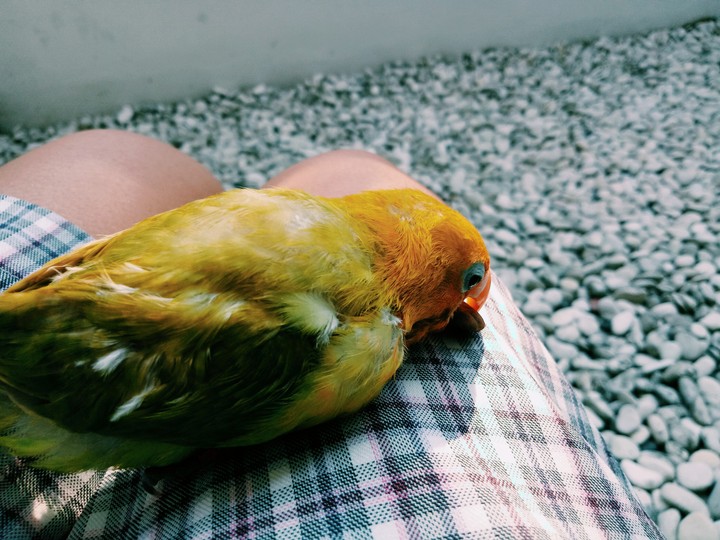 Rio my new lovebird??