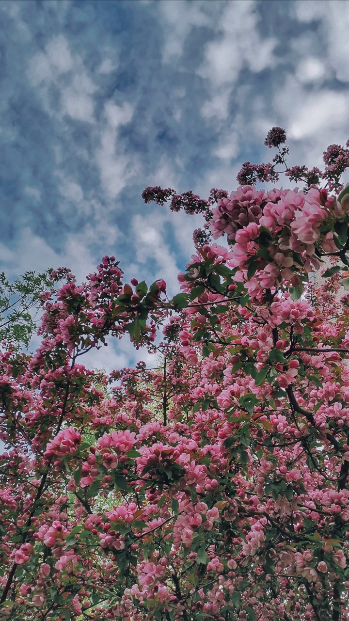 blossom