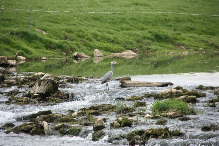 reiger