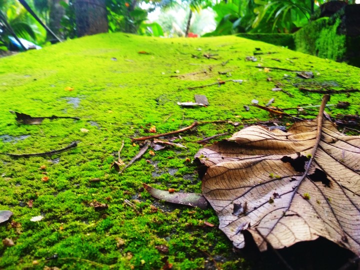 Green Green go away