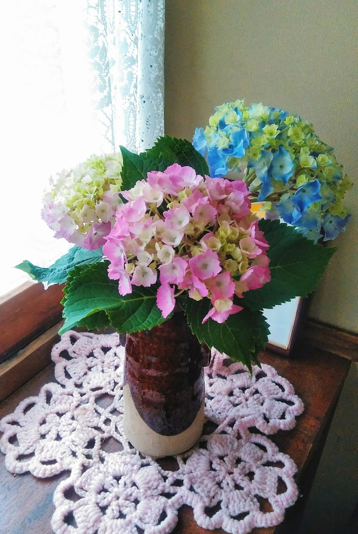 hydrangea