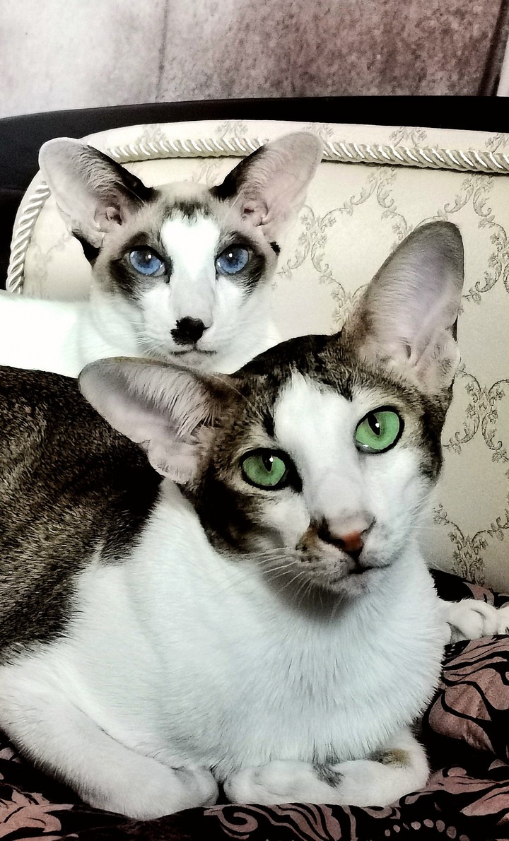 cats