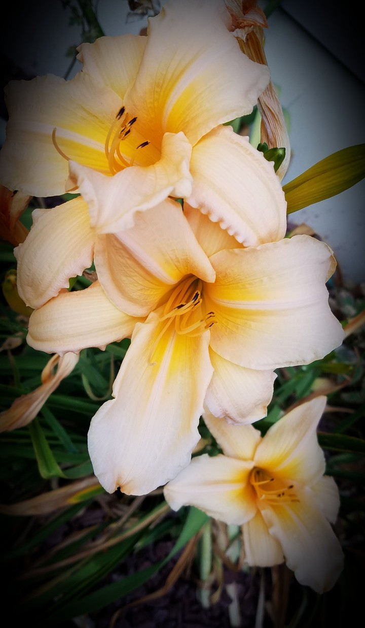 Lilly