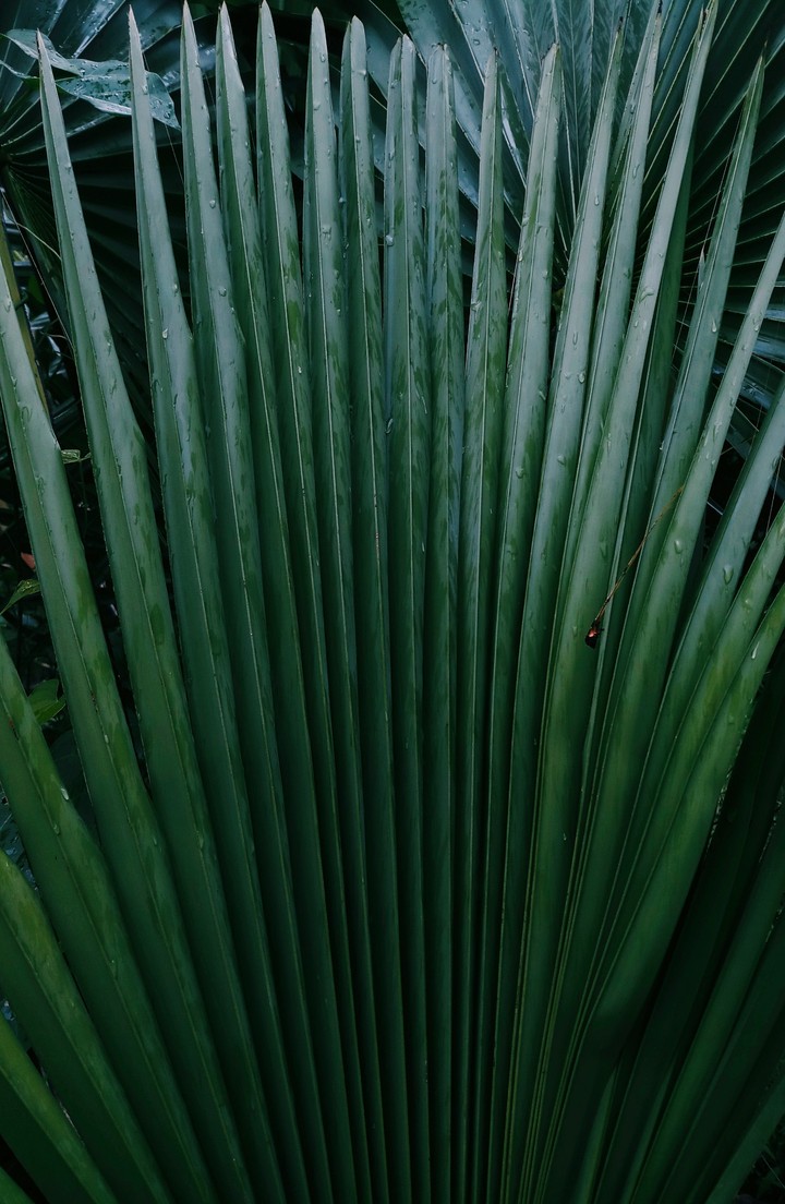 leaves