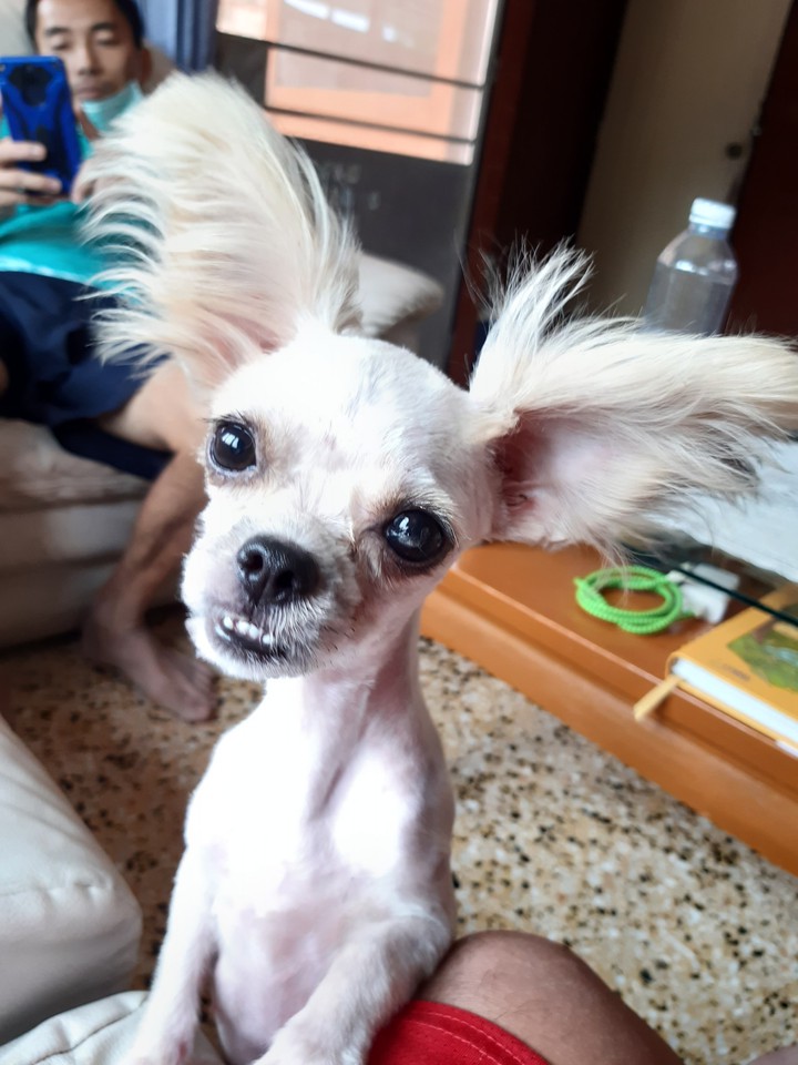 fun dog