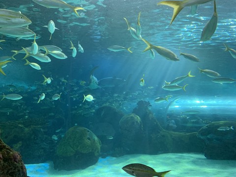 aquarium
