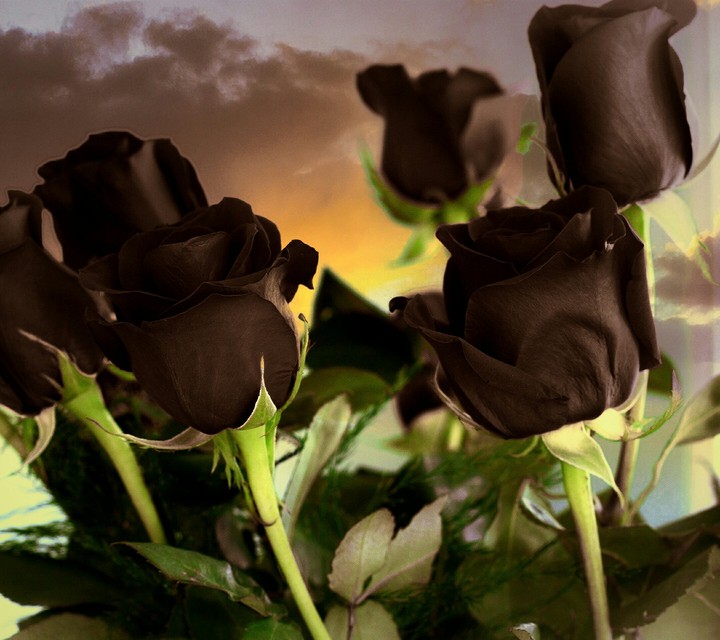 flowers