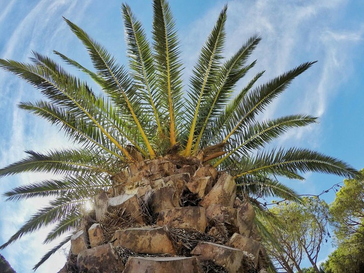 La palma 