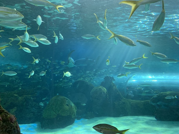 aquarium