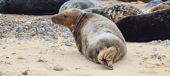 Norfolk seals