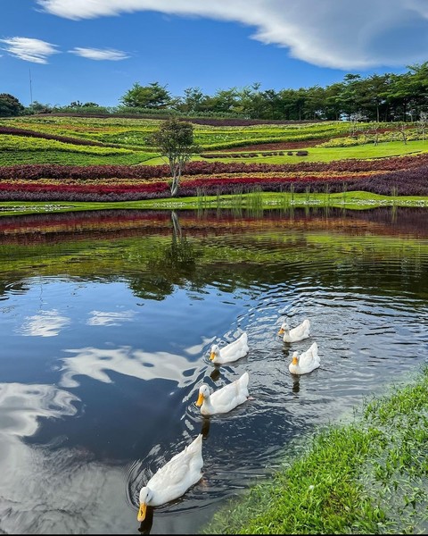 Ducks