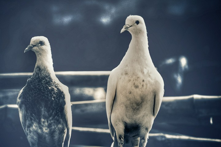 two pigeon