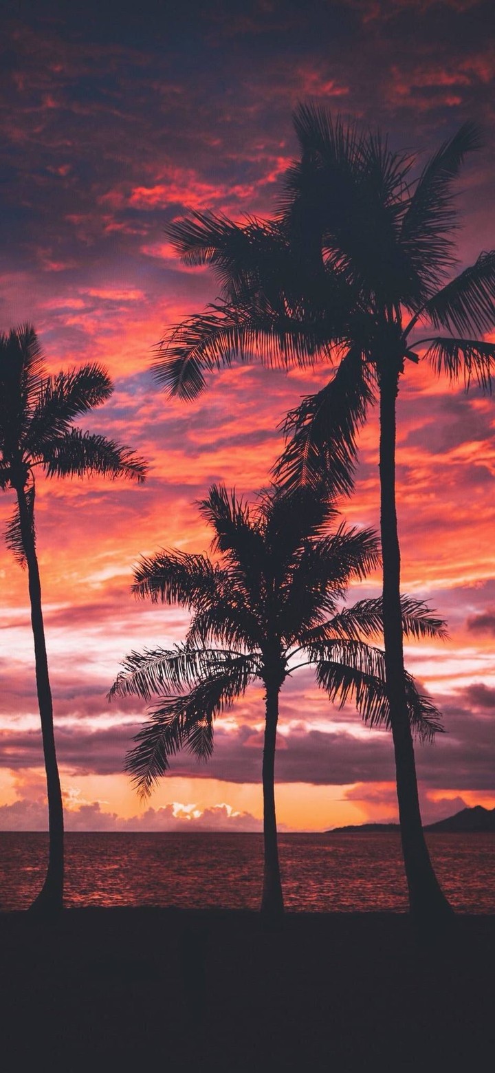 coconut tree