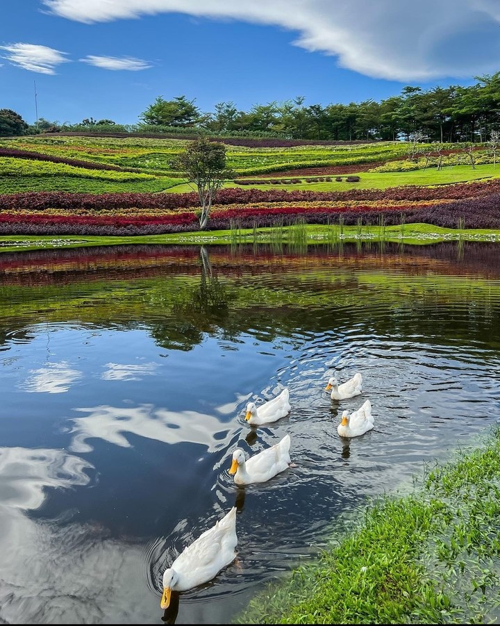 Ducks
