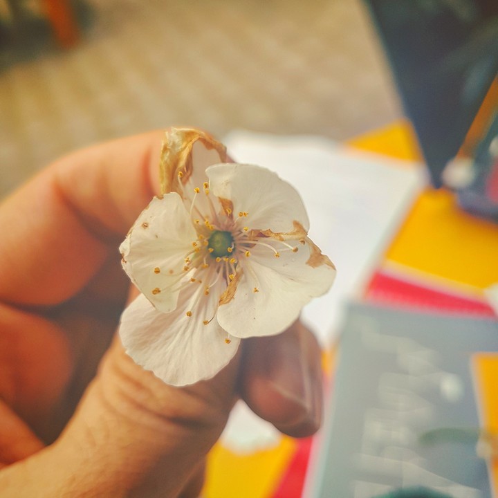 flowers