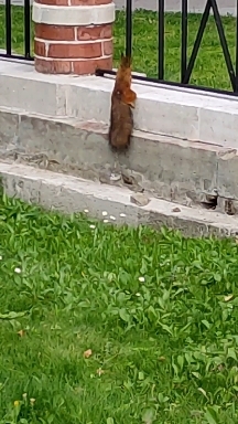 Squirrel