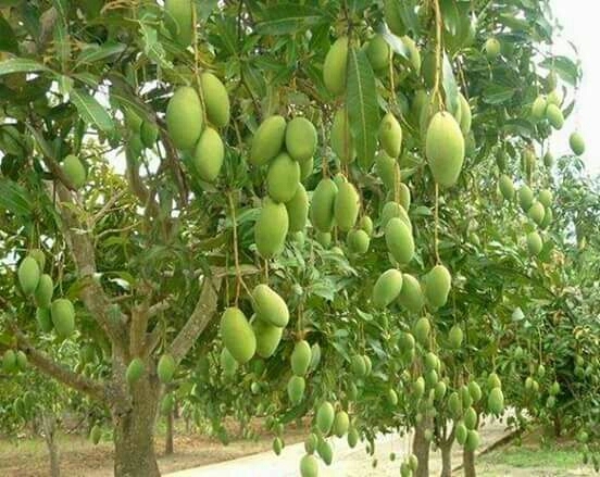 Mangoes Time