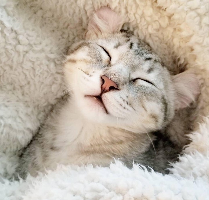 KITTEN