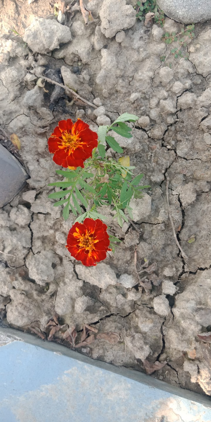 Twin Flowers