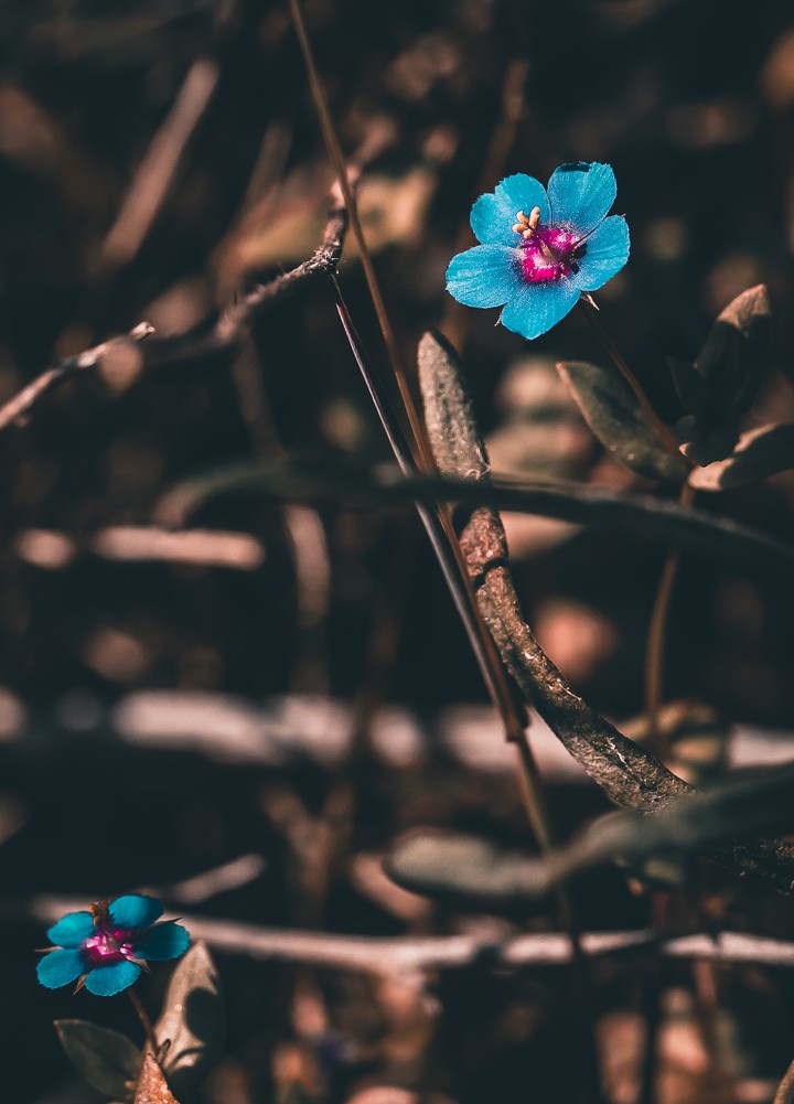 Scarlet pimpernel